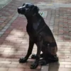 Life Size Black Lab Statue