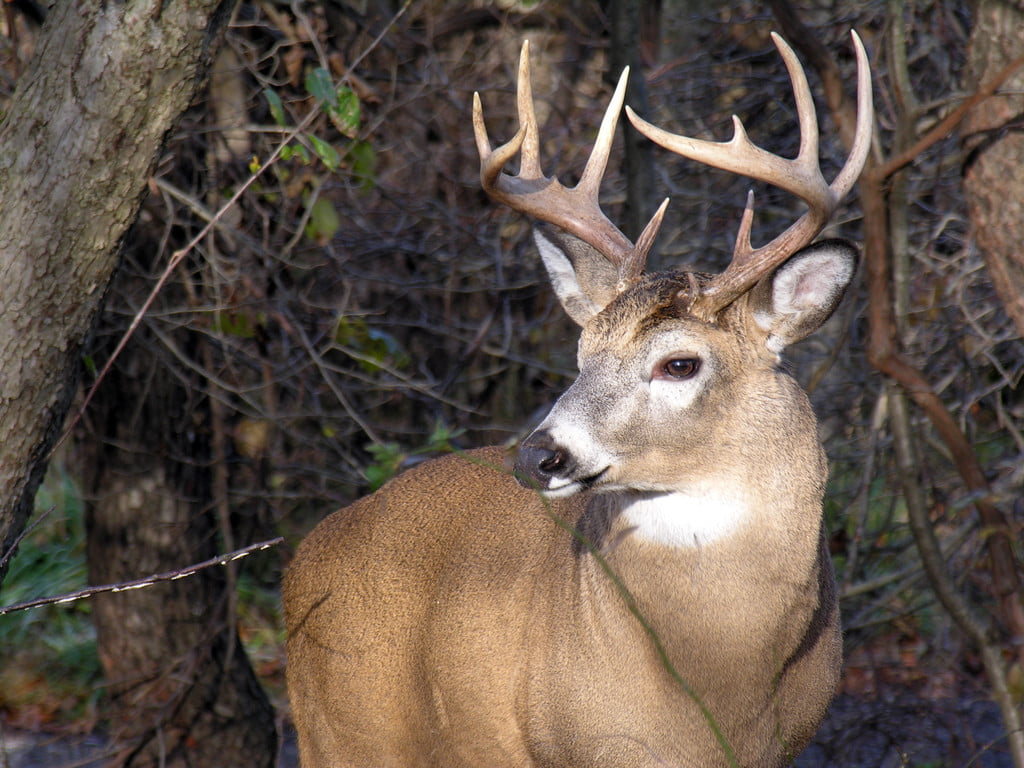 bronze whitetail deer sculpture