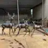 bronze deer statue life size