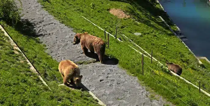 Bern’s BärenPark