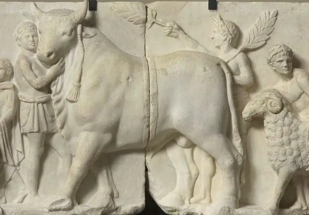 Bull relief