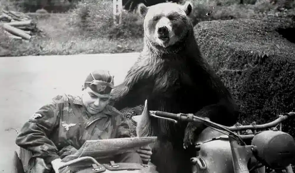 Wojtek the Soldier Bear