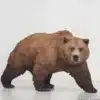 Life-Size Realistic Fiberglass Bear Statue