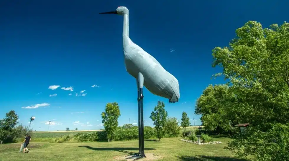 World's Largest Sandhill Crane