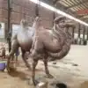 Life Size Bronze Camel Statues for Sale – Custom Outdoor Camel Sculpture