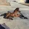 Arabian Horse Sculpture | Life Size Bronze Arabian Horse Statue for Sale