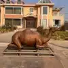 Life Size Camel Statue – A Monumental Bronze Camel for Outdoor Spaces
